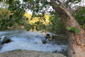 Barton Creek Wilderness Park Austin TX
